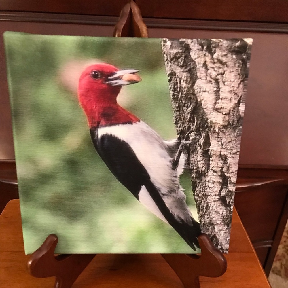 8 x 8 photo canvas of a red headed woodpecker